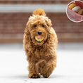 Load image into Gallery viewer, Yeti dog bowl Toys for golden doodles toy stuffed dog toy stuff for goldendoodles stimulating dog toy squeaky toy set squeaky toy box squeaky toy squeaky pet toys squeaky donut toys squeaky dog toys squeaky dog toy set Small Doodle toys small dog toys small dog toy Sheepadoodle Dog toys PP cotton dog toy polyester dog toy playful pet toys