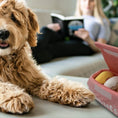 Load image into Gallery viewer, Yeti dog bowl Toys for golden doodles toy stuffed dog toy stuff for goldendoodles stimulating dog toy squeaky toy set squeaky toy box squeaky toy squeaky pet toys squeaky donut toys squeaky dog toys squeaky dog toy set Small Doodle toys small dog toys small dog toy Sheepadoodle Dog toys PP cotton dog toy polyester dog toy playful pet toys