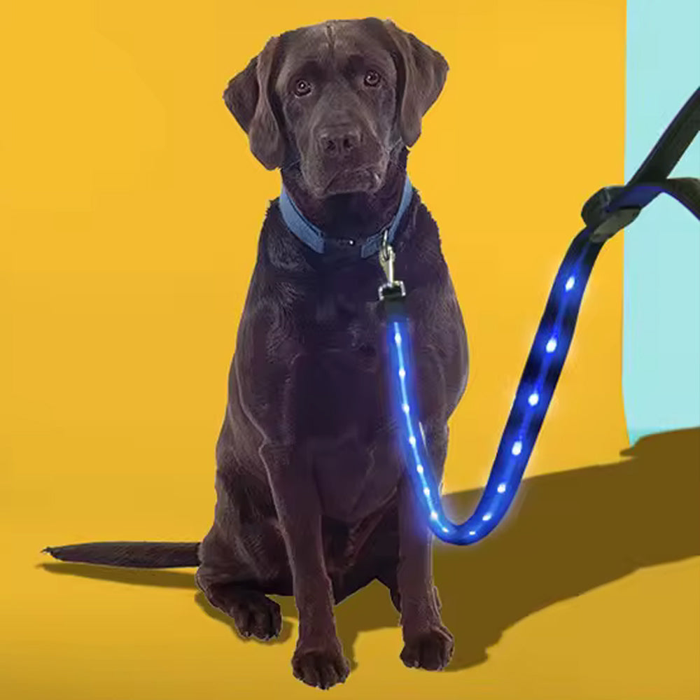gifts for doodle lovers, golden doodle baby stuff, stuff for goldendoodles, Goldendoodle, Goldendoodle gifts, Goldendoodle toys, Goldendoodle Light Up Flashing LED Leash, Goldendoodle Flashing LED Leash, Goldendoodle LED Leash, Goldendoodle Leash, Goldendoodle Dog Light Up LED Leash, Goldendoodle Dog LED Leash, Goldendoodle Dog Leash, Goldendoodle Dog Belt, Goldendoodle dad Dog Belt, Goldendoodle mom, Golden head, Golden doodle, Golden doodle Dog, Gifts for golden doodle, Golden Doodle Necessities,